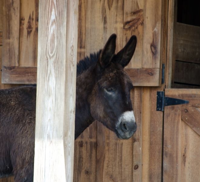 Jake The Donkey